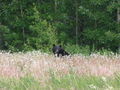 Black bear in dandelion