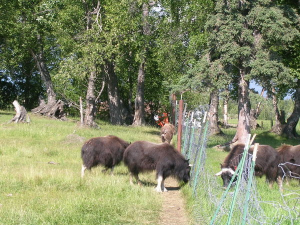 Young Musk Ox