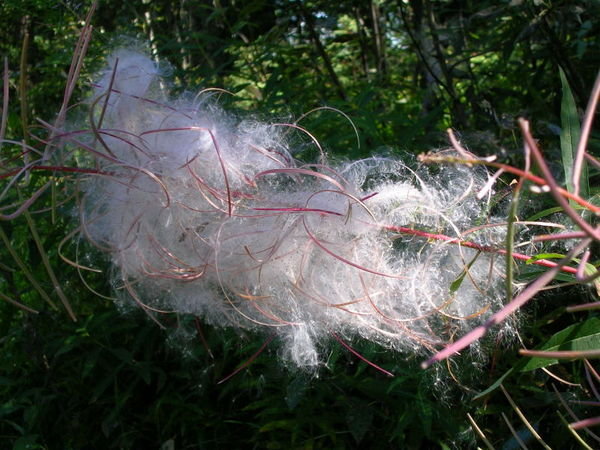 Fireweed has gone to cotton