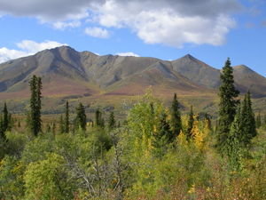 Fall colors Dempster highway