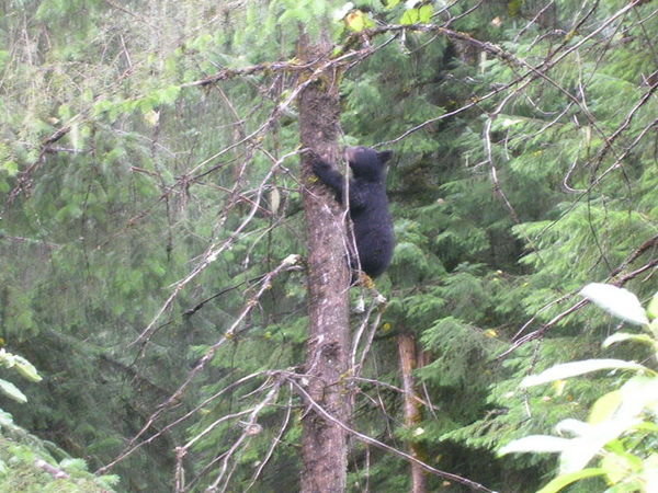 Black bear cub in tree