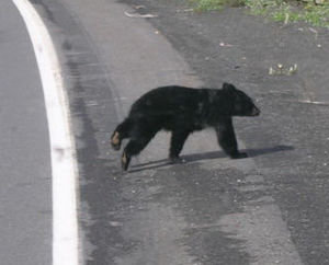 Cub on the road