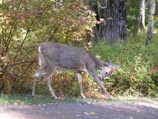 Deer by side of road