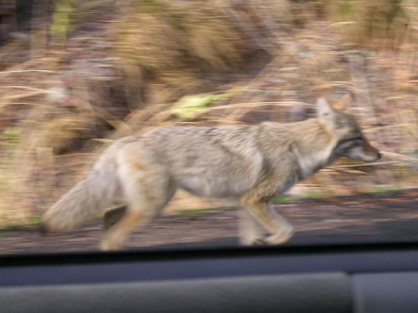 Our wildlife escort - a little out of focus