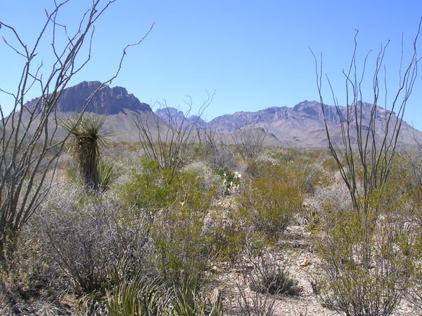 Chihuahuan Desert