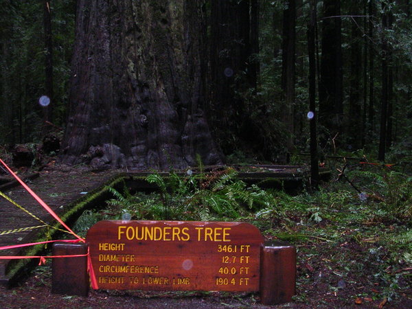 Founders Tree
