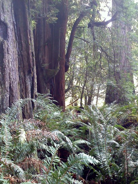 Tall Trees Trail and ferns