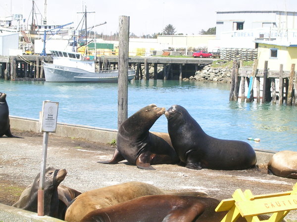 Crescent City sea lions