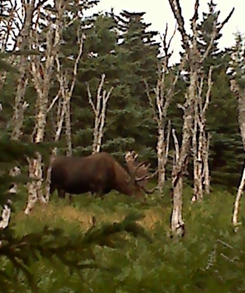 Moose along Skyline Trail