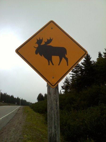 Moose sign along Cabbot Trail