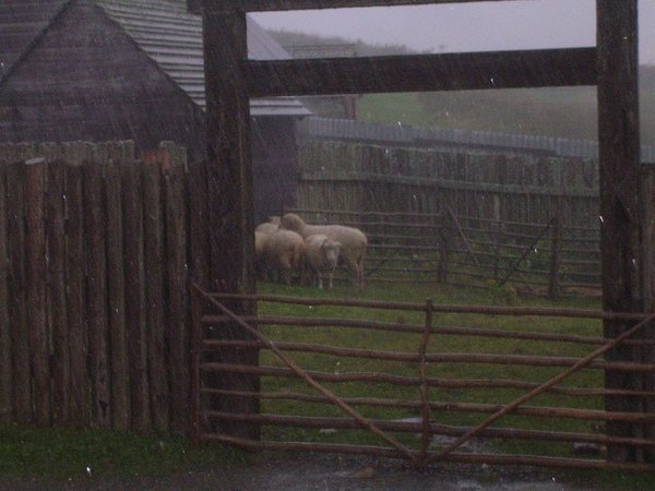 Rainy day sheep
