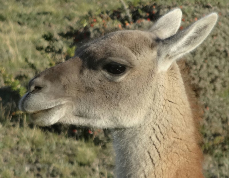 Guanaco, food for just about everything