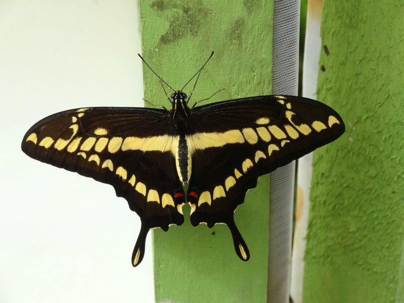At Mindo Butterfly farm