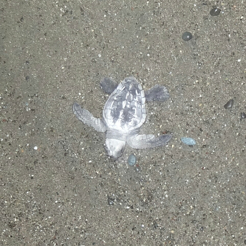 Baby turtle on Malana Beach, Panama