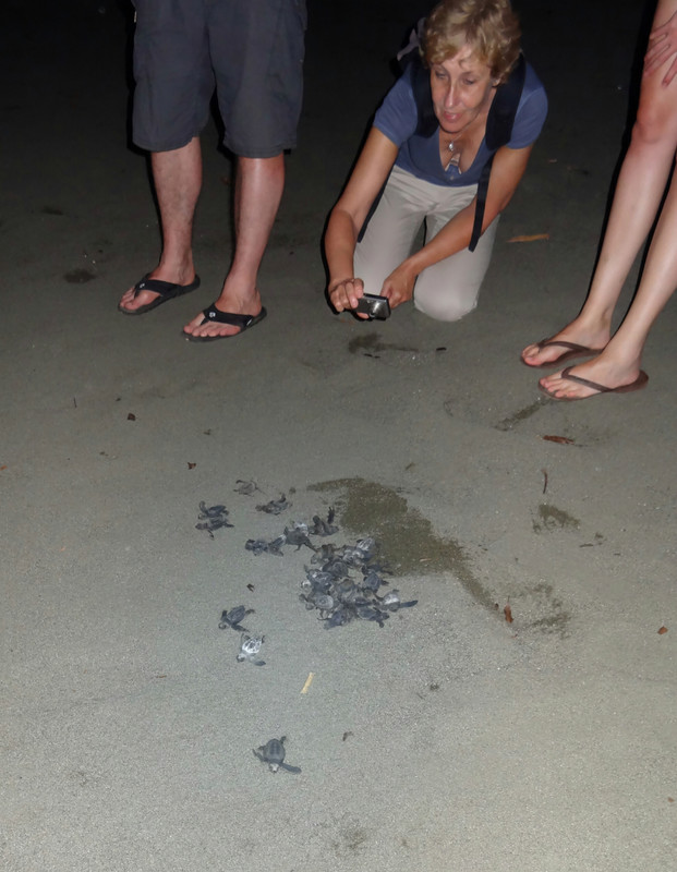 Baby turtles released