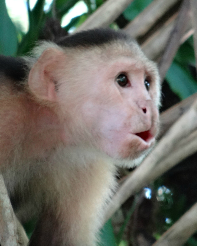 Capuchin monkey, Coiba Island