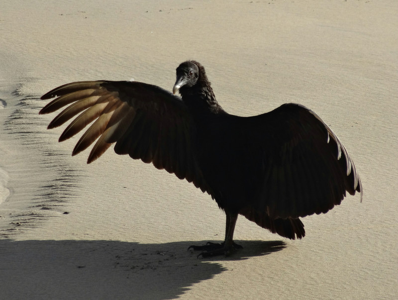 Vulture, Coiba Island