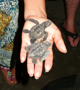 Baby Leatherback turtles, Malana Beach