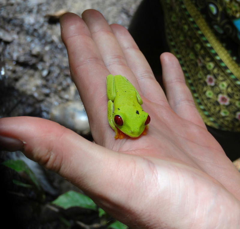 Red eyed leaf frog, Costa Rica