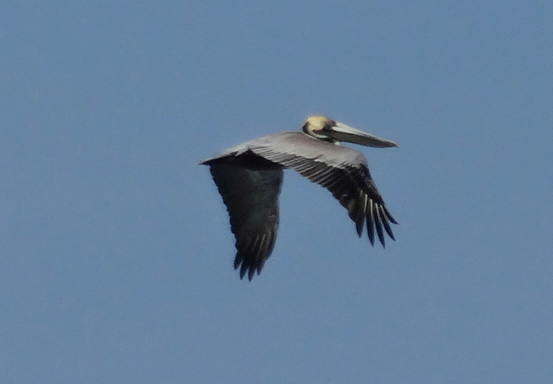 Pelicano, Puerto Viajo