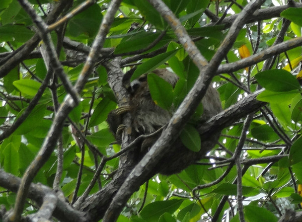Sloth, Bastiamentos National Park, Bocas