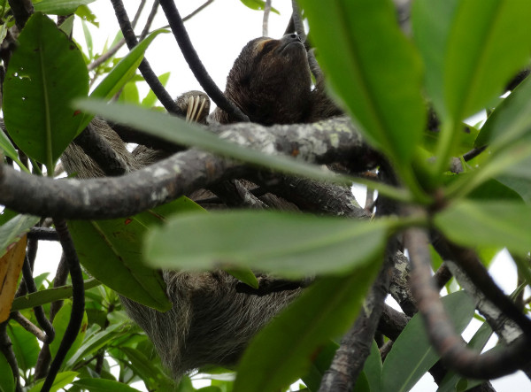 Sloth, Bastiamentos National Park, Bocas del Toro, Panama