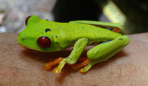 Red eyed leaf frog, Manzinillo Forest Reserve, Costa Rica