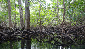 Mangroves, Bocas del Toro