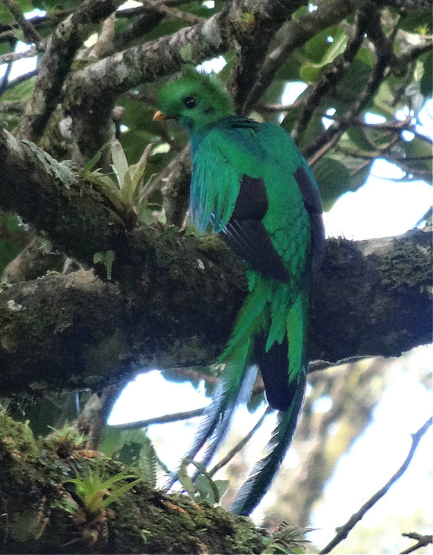 Resplendent Quetzal, Monteverde Costa Rica