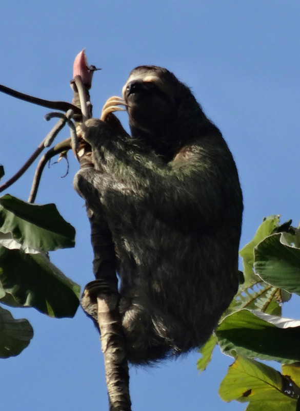 Sloth, Manuel Antonio NP
