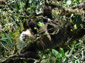 Sloth in the canopy, zip at Monteverde