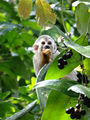 Squirrel Monkey, Manuel Antonio NP