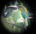 Toucan, Monteverde