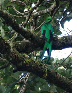 Resplendent Quetzal, Monteverde
