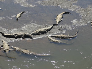 Crocodiles on the Rio Tàrcoles
