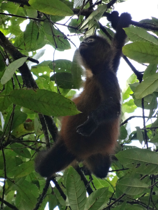 Howler monkey, Corcovado NP