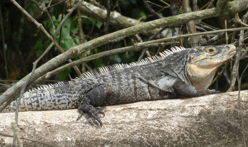Iguana, Corcovado NP