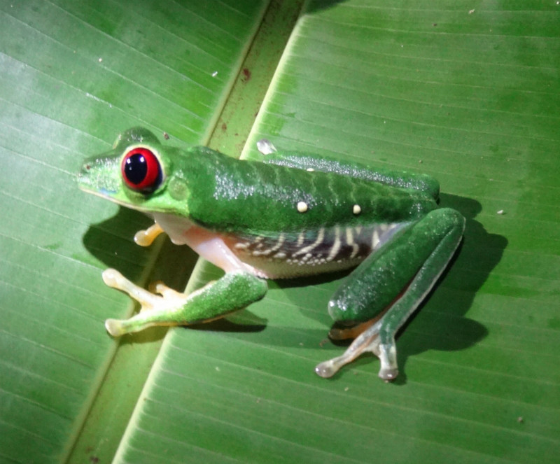 Green leaf frog, the cutest creature!