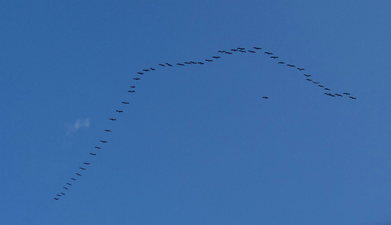 Pelicans flying formation, Drake Bay