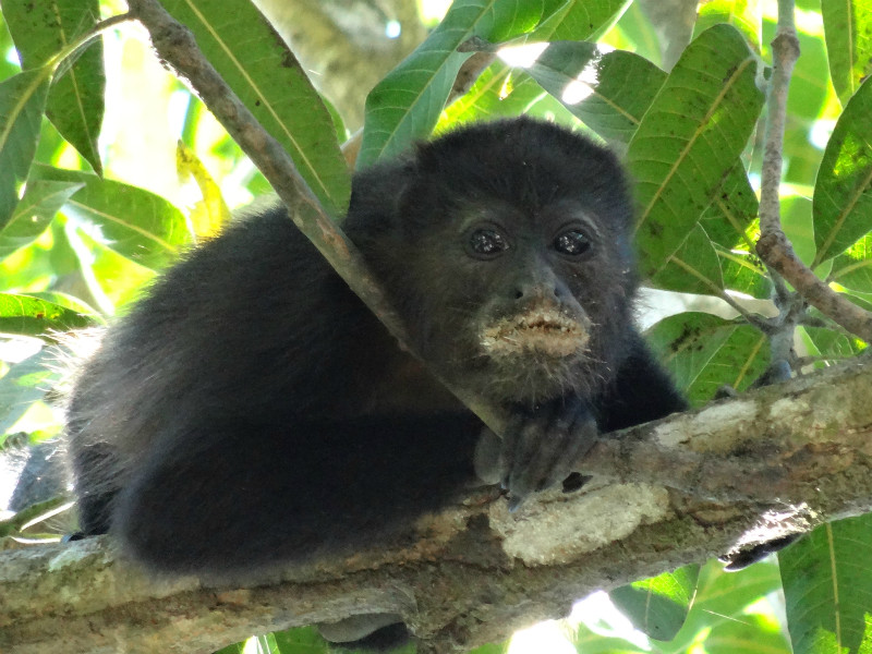 Howler monkey outside our window, Mal Pais