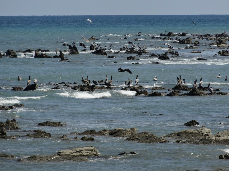 Where the pelicans hangout, near Montezuma