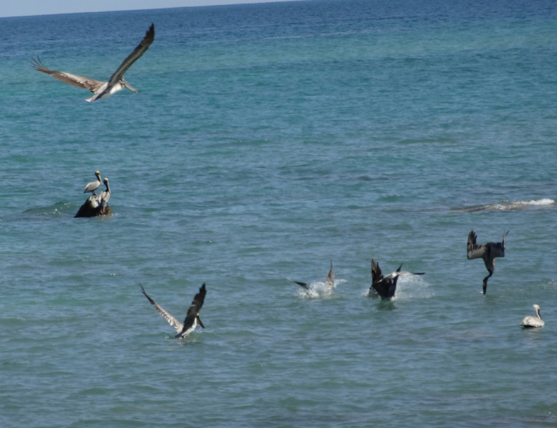 Pelicans fishing