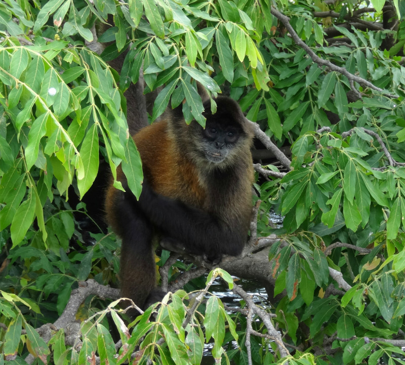 Howler monkey at Isletas in Lake Nicaragua