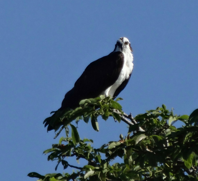 Osprey, Lake Nicaragua