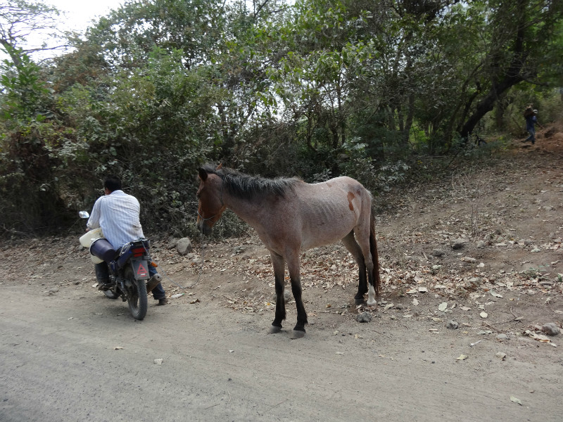 Skinny horse, Ometepe