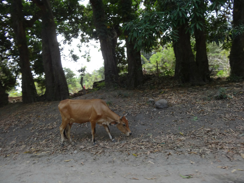 Skinny cow, Ometepe