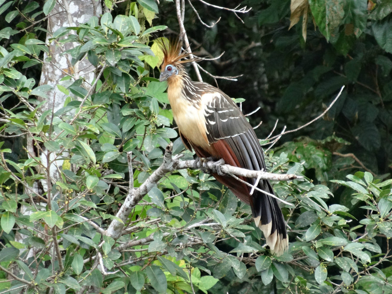 Punk bird, Amazon Ecuador