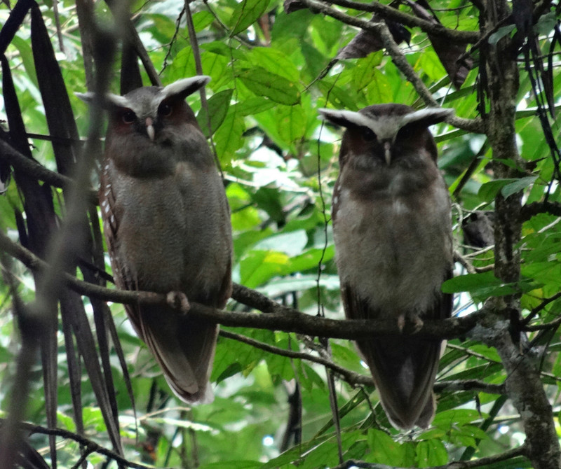 Crested owls, Amazon