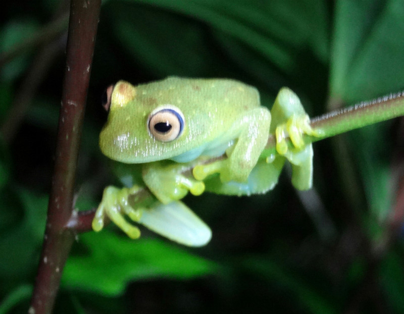 Green leaf frog, Amazon