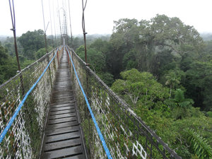 Rainforest bridge, Sascha Lodge